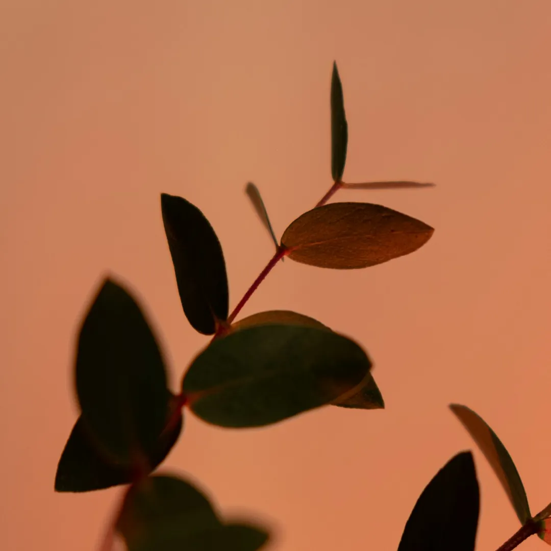 Folhas de eucalipto sob luz suave, sugerindo natureza e presença serena